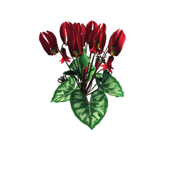Flower Cyclacmen_Red